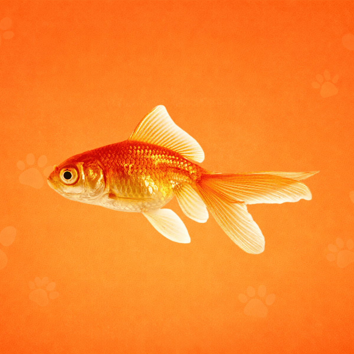 Poissons