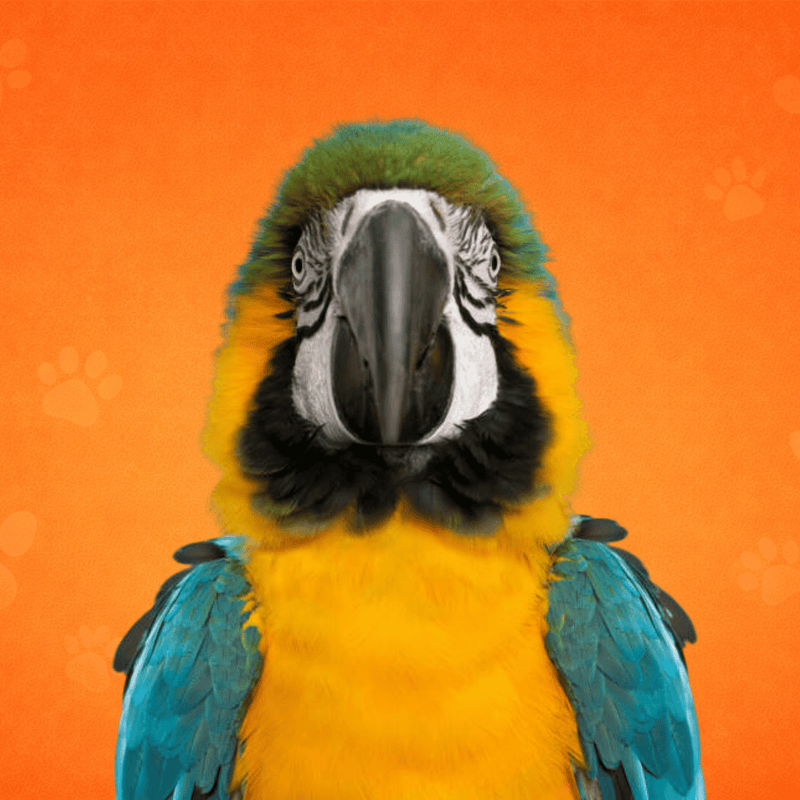 Oiseaux